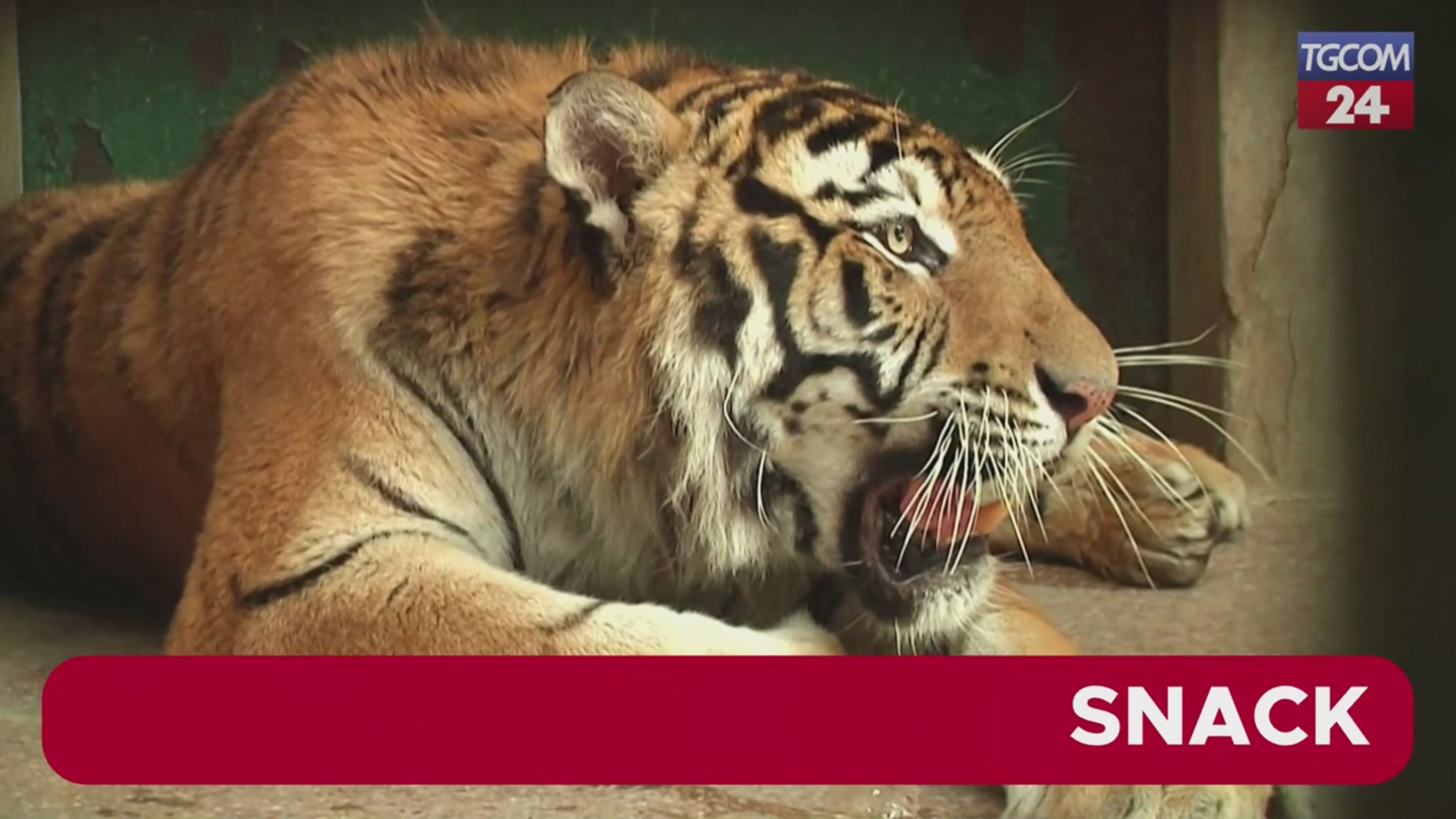 Set Di Dischi Abrasivi Da 103 Pezzi Disco A Cambio Rapido Da 2 Pollici Con Supporto Per Vassoio Da 1/4 Di Pollice Per Smerigliatrice Per Superfici - Foto 7