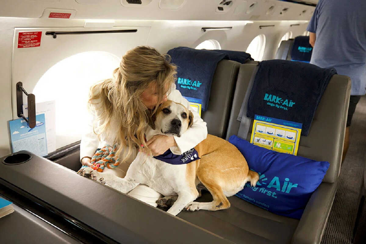 Köpeklere yönelik ilk lüks havayolu Bark Air ile uçmak