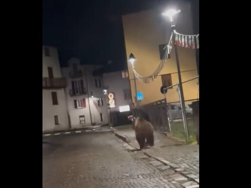 Trentino, Malé'nin festival merkezinde ayı: “Bu bir tehlike”