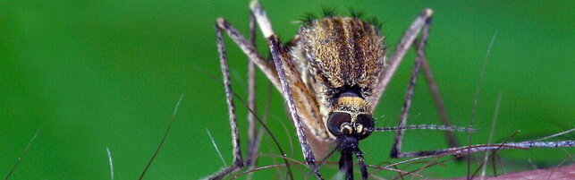 Lazio, una donna di 82 anni muore in ospedale per il virus West Nile