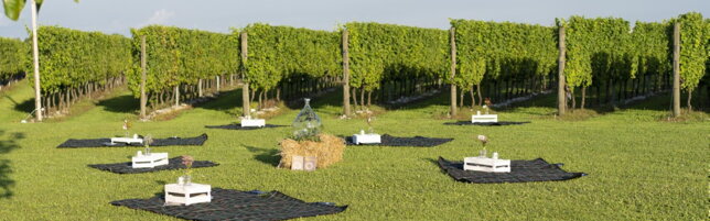 https://img-prod.tgcom24.mediaset.it/images/2025/08/08/124526656-4a5b799d-4da9-40e6-8e5e-f1f91e0359a1.jpg