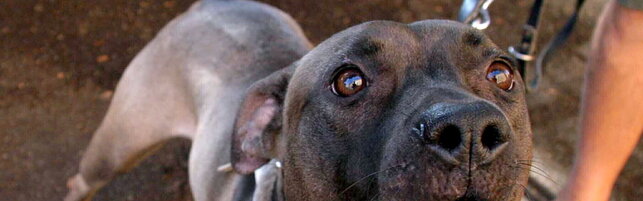Mercatino Conca, il Comune marchigiano a rischio default per mantenere nove pitbull: "Ci costano 40mila euro l'anno"