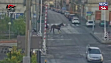 Catania, gare ippiche clandestine: sequestrati cavalli e calessi