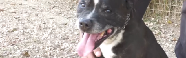 Comune a rischio default per mantenere nove pitbull