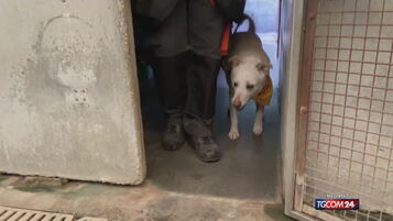 I cani "dimenticati" dei detenuti, Brambilla: "Rendeteli adottabili"
