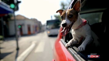 "Posso fare una foto al tuo cane?"