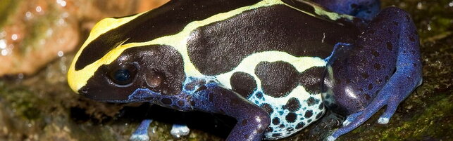 Rana freccia, il piccolo killer colorato è uno degli animali più velenosi al mondo