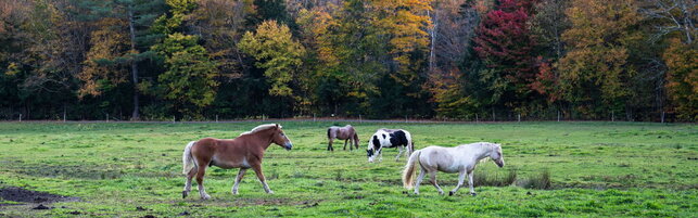 Senato, proposta di legge per vietare la macellazione dei cavalli: sono "animali di affezione"