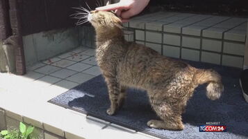 Giornata nazionale del gatto, la rara razza giapponese dei bobtail alla conquista del mondo