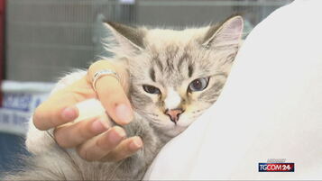 Nella giornata nazionale del gatto, l'Italia si scopre sempre più felina