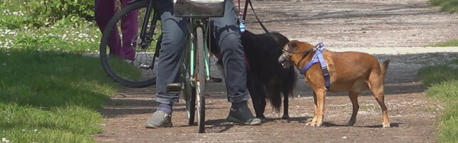 Viareggio, cani in overdose da hashish o da cocaina dopo le passeggiate al parco