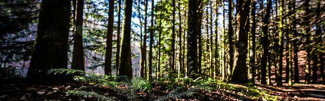 Cefalù, due bambini nel bosco in una comunità di adulti: interviene la procura