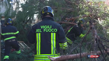 Grande albero cede per il vento: due feriti a Roma