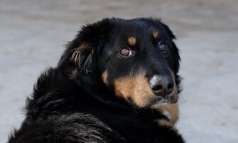 Sardegna, il Comune vieta di dare cibo e acqua a cagnolina abbandonata: è polemica