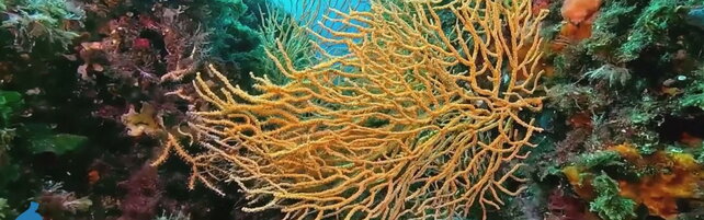 Anteprima: Napoli, i rifiuti minacciano la barriera corallina della Gaiola