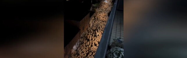 Gregge invade la strada a Treviso