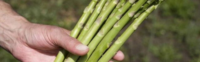 Salerno: cade in un dirupo mentre raccoglie gli asparagi e muore
