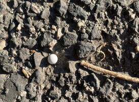 Spari a Roma per il 25 Aprile, l'Anpi: 