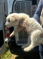 Napoli, cani stipati in box minuscoli: un cucciolo senza zampa e uno morto