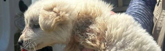 Napoli, cani stipati in box minuscoli: un cucciolo senza zampa e uno morto