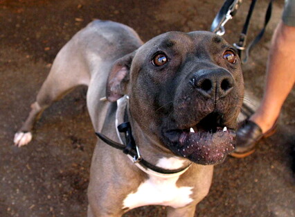 Anteprima: Ischia, donna aggredita dal suo pitbull: perde una gamba