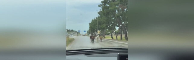 Anteprima: Bari, tre pony e un asino camminano in strada tra le auto