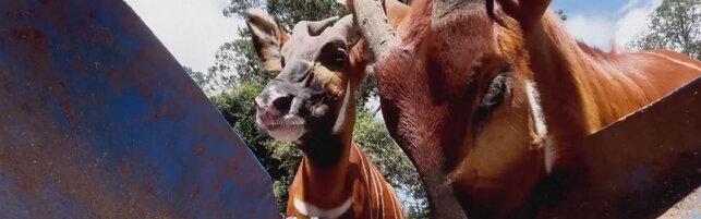 Il Kenya si ripopola dei "bongo": la rara specie di antilope torna nel suo ambiente naturale