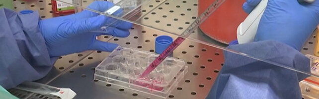 Anteprima: Hantavirus, escluso (al momento) il contagio di sei italiani