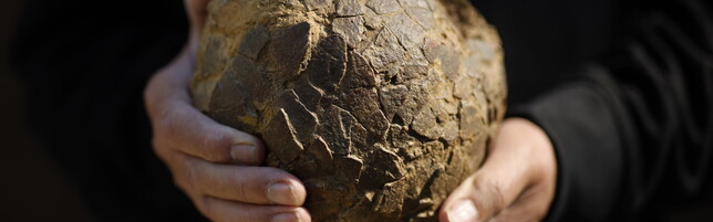 Francia, scoperte più di 100 uova di dinosauro: hanno 70 milioni di anni