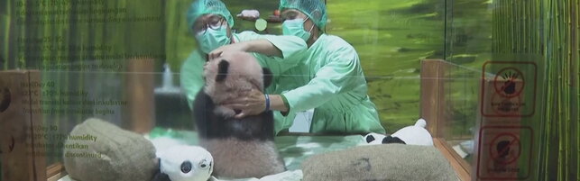 Anteprima: Indonesia, il check up del cucciolo di panda:"Rio cresce sano e forte