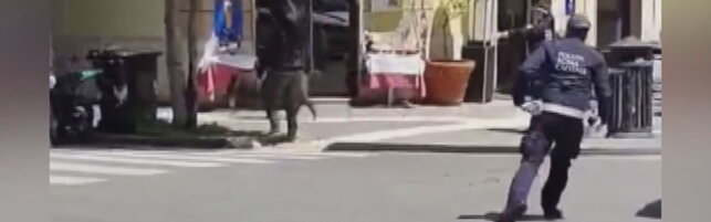 Roma, cinghiale inseguito dal vigile