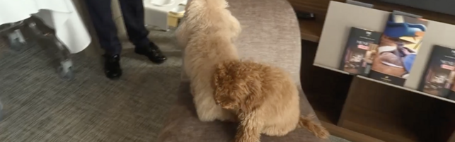 Milano, cresce il mercato degli hotel di lusso per cani: una junior suite costa 1500 euro