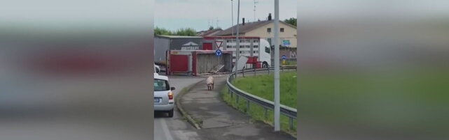 Camion con animali si ribalta nel reggiano: maiali in fuga