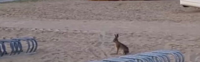 Caldo, gli animali in fuga dall'afa per le temperature già da estate piena