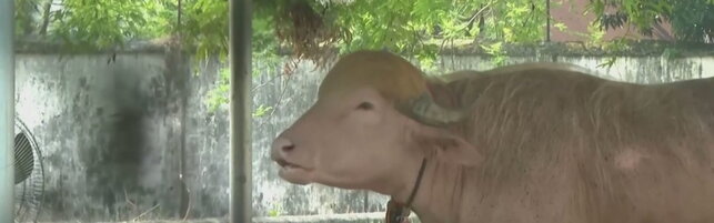 Bufalo albino soprannominato 'Donald Trump' in Bangladesh