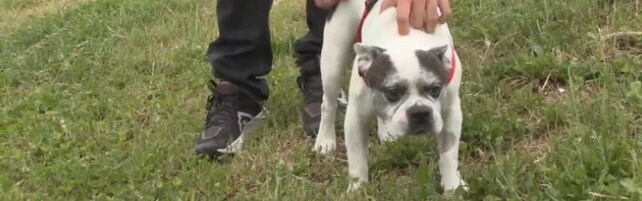 In paese troppi cani e pochi bambini. Il sindaco propone la 