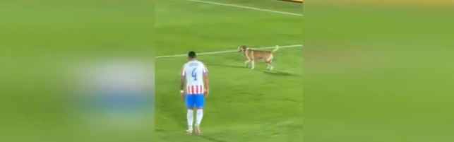 https://img-prod.tgcom24.mediaset.it/images/2026/06/07/094339452-85acee20-2d8a-4597-bc55-c55110982671.png