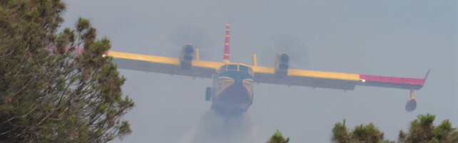 Anteprima: Roma, incendi a Castel Porziano e Castel Fusano: fiamme domate dopo ventiquattro ore