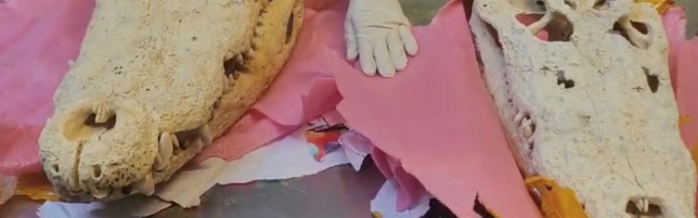 Sequestrati due teschi di coccodrillo all'aeroporto di Malpensa