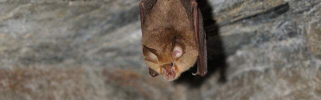 Undicenne canadese muore per rabbia dopo contatto con pipistrello