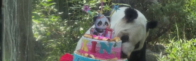 Festeggiato in Messico il 36esimo compleanno di un panda