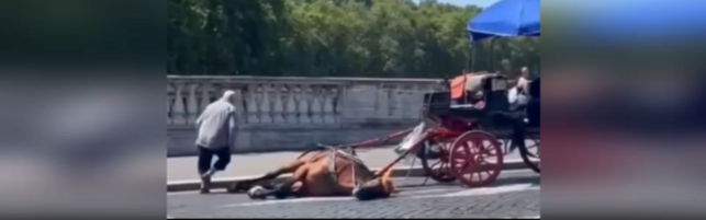 Morte di un cavallo a Roma solleva polemiche