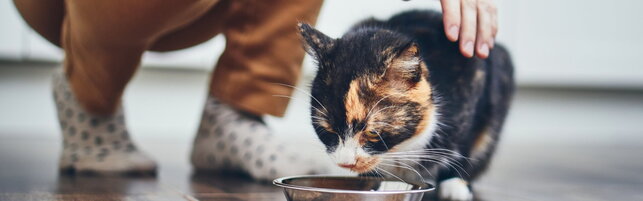 Il business del pet food vola verso i 200 miliardi di dollari: ecco come cambia la dieta dei nostri animali da compagnia