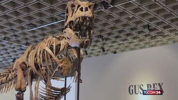 Asta, venduto per 50 milioni di dollari il T-Rex Gus."Dello scheletro del fossile sono rimasti 183 elementi ossei