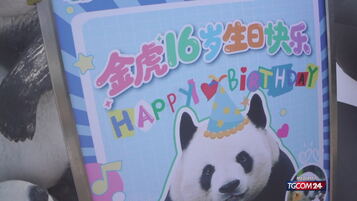 Nuova area per i panda allo zoo di Pechino