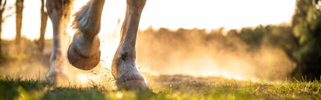 Uomo muore nel Vicentino dopo essere precipitato con un cavallo