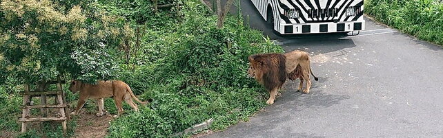 Anteprima: Emergenza caldo in Giappone, tre leonesse muoiono per un sospetto colpo di calore allo zo…