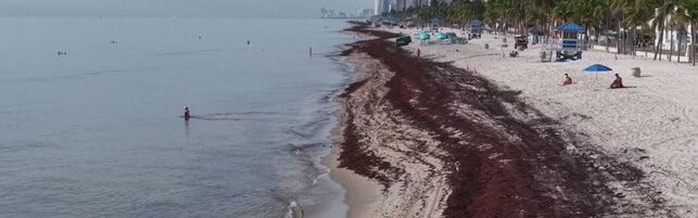 Anteprima: Il sargasso torna a colpire le spiagge della Florida