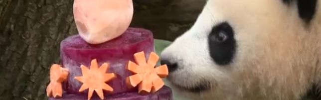 Anteprima: Panda giganti gemelli festeggiano il compleanno... con una torta a piani