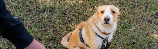 Anteprima: Il cane sporca e il padrone non pulisce? A Pavia arrivano le pattuglie zoofile con contro…